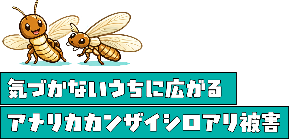 気づかないうちに広がるアメリカカンザイシロアリ被害